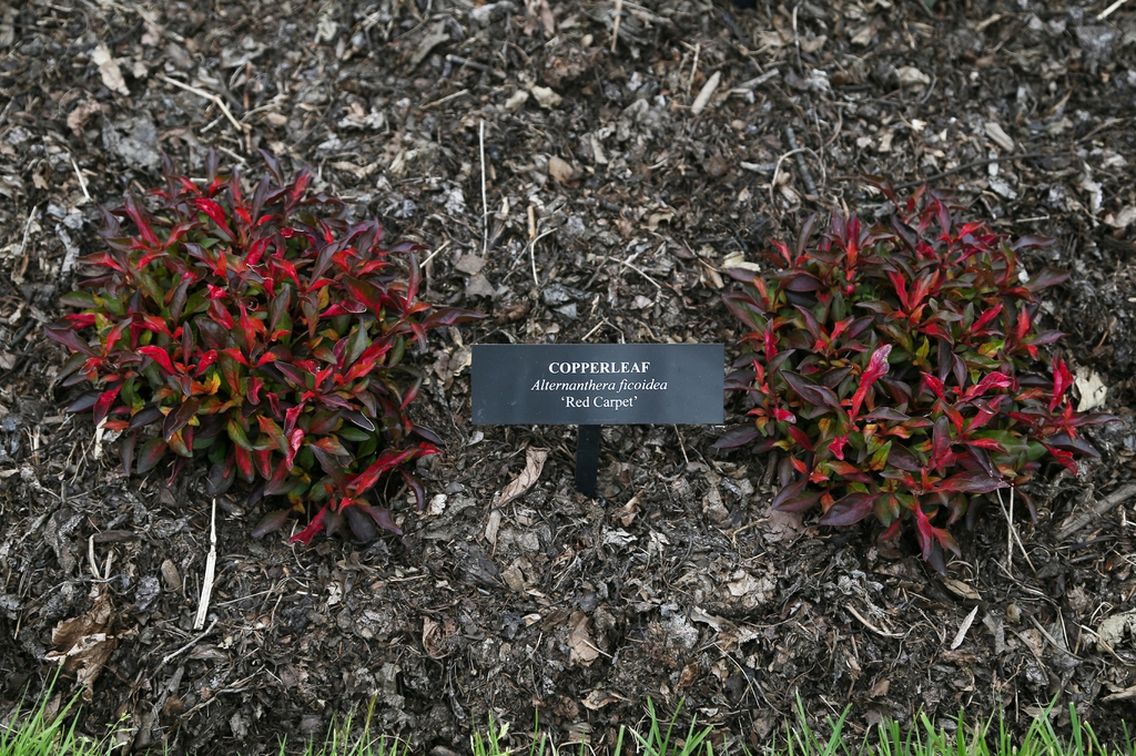 'Red Carpet'
