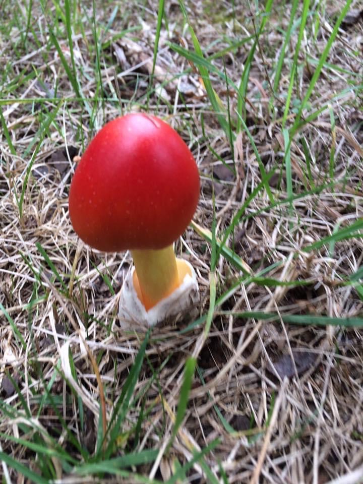 Amanita jacksonii