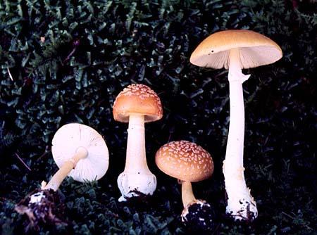 Amanita flavoconia