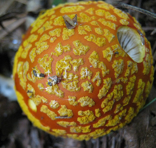 Amanita flavoconia