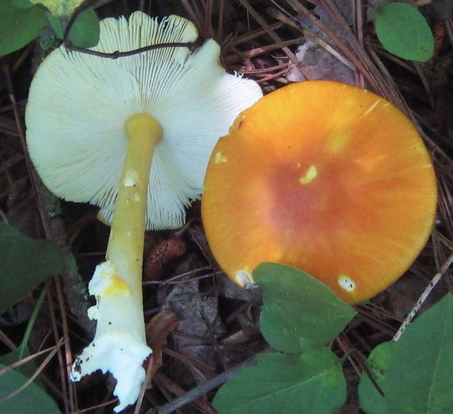 Amanita flavoconia