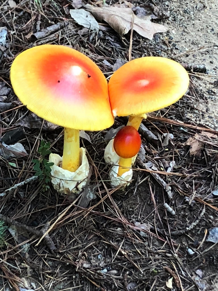 Amanita jacksonii