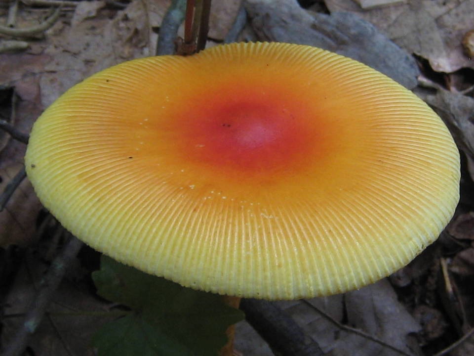 Amanita jacksonii