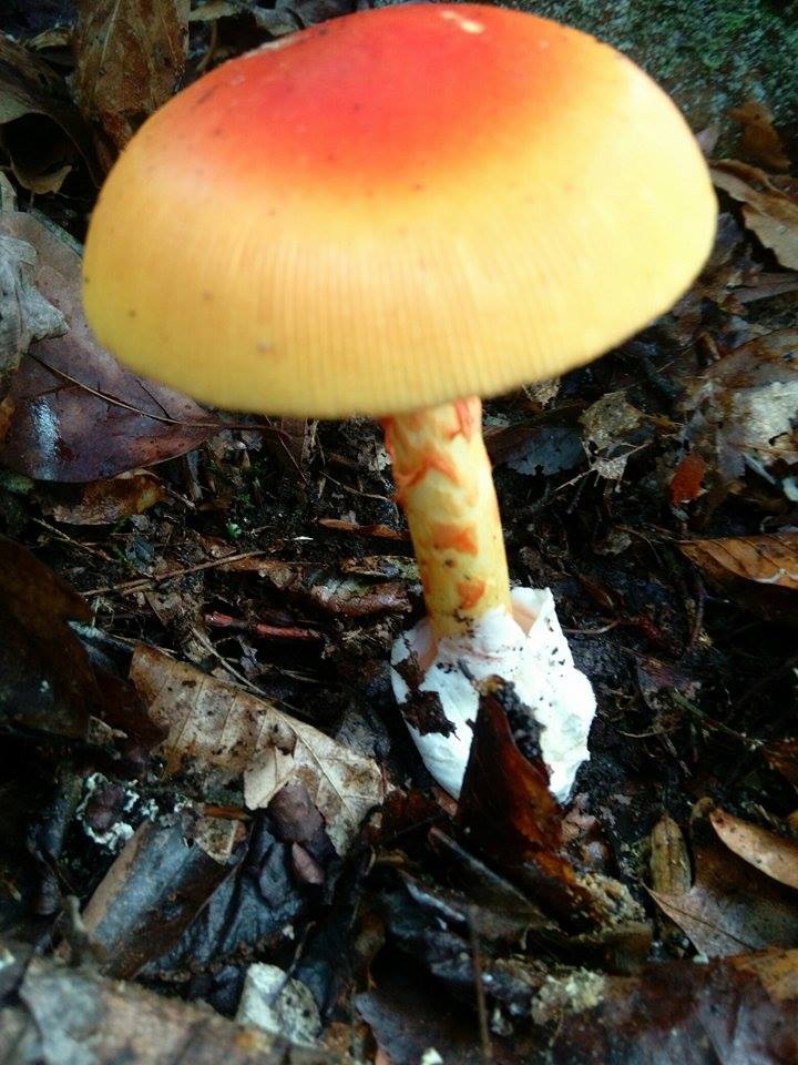 Form