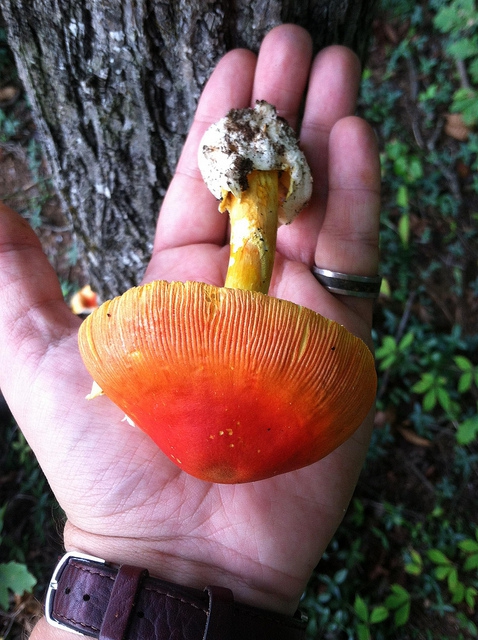 Form