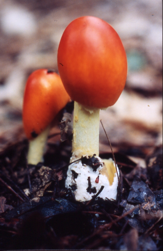 Form