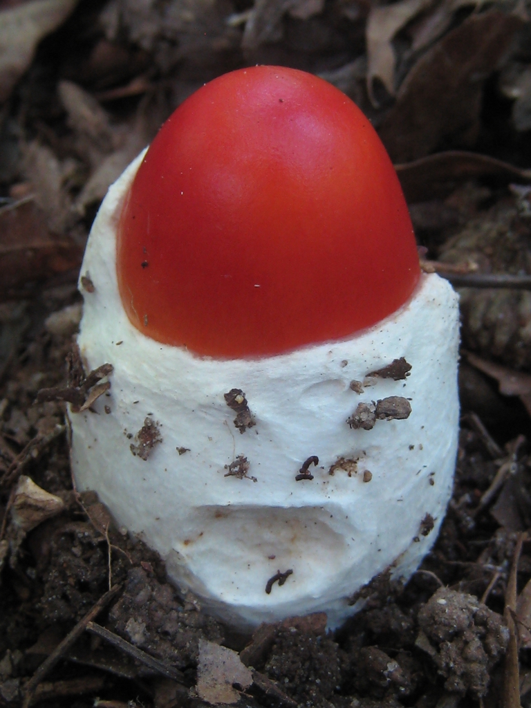 Amanita jacksonii