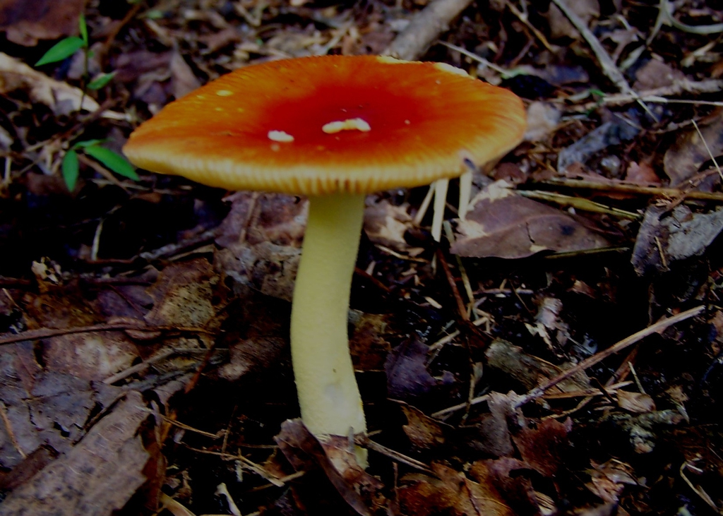 Form