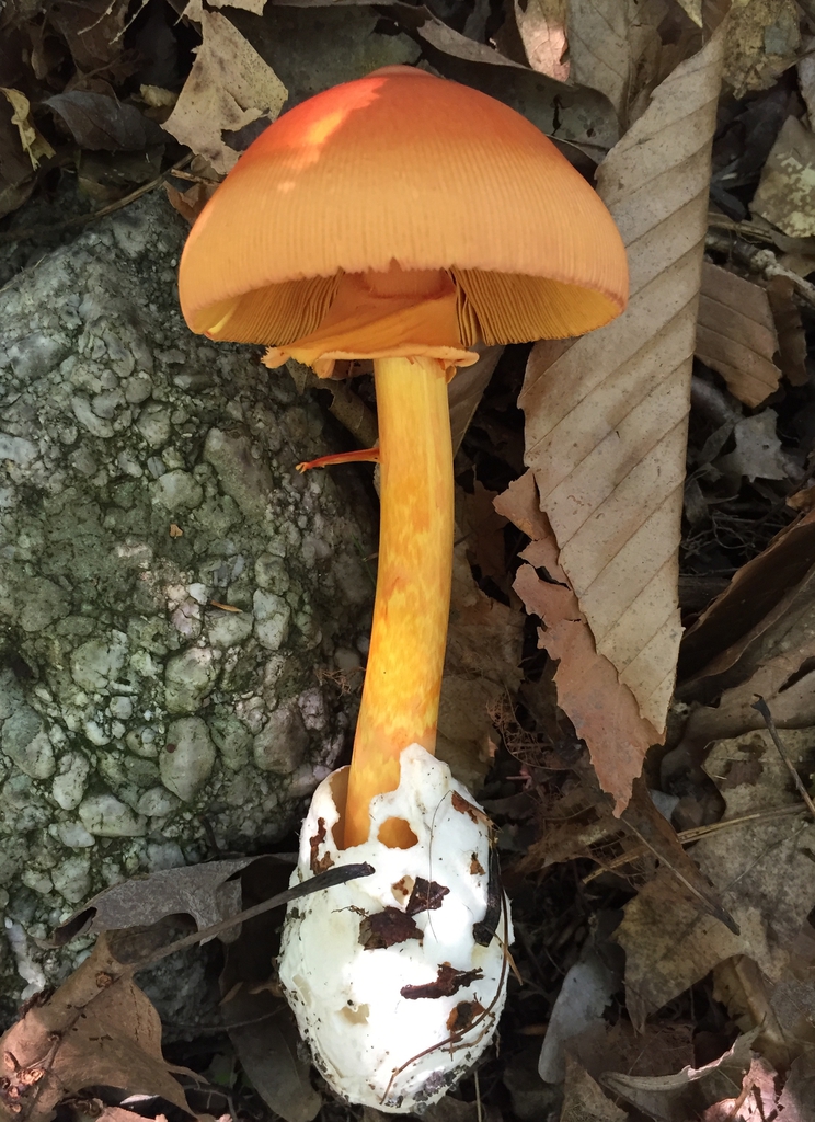 Amanita jacksonii