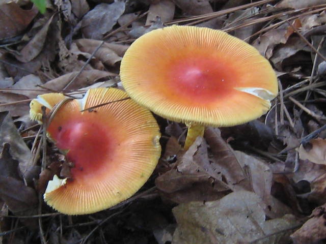 Form