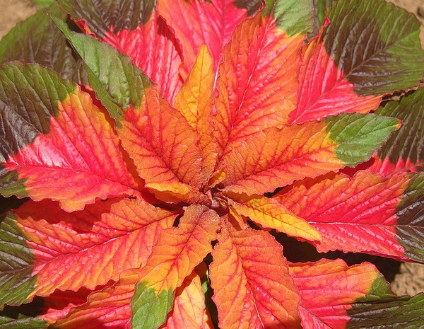 Amaranthus tricolor 'Illuminationn'