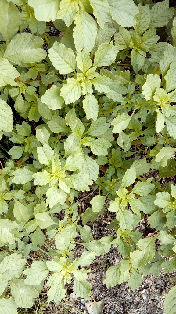 Amaranthus blitum habit