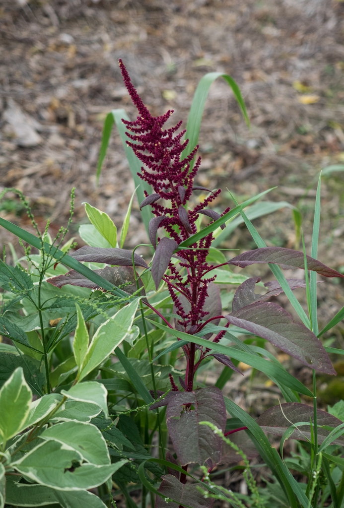 Form