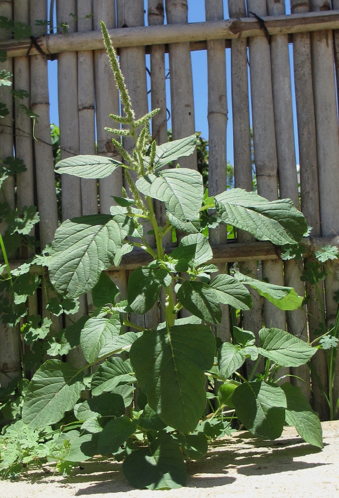 Amaranthus lividus form