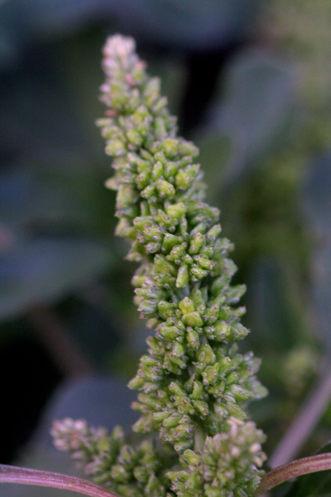 Amaranthus lividus flower