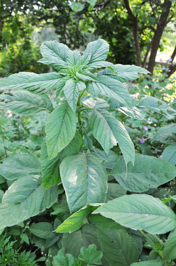 Amaranthus lividus form