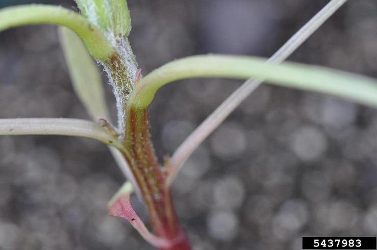 Amaranthus palmeri