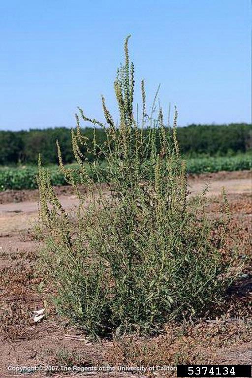 Amaranthus palmeri