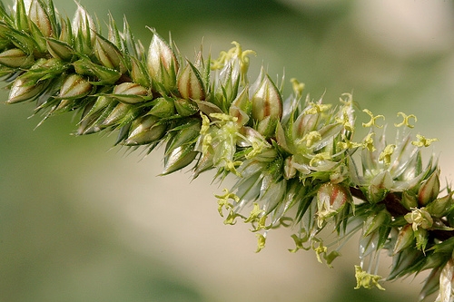 Amaranthus palmeri