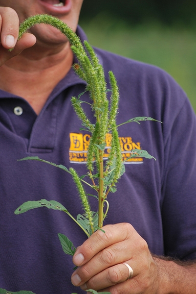 Amaranthus palmeri