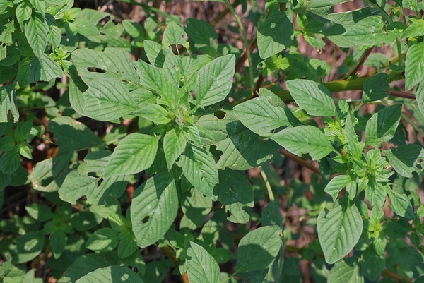 Amaranthus palmeri