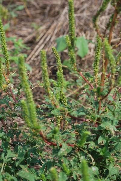 Amaranthus palmeri