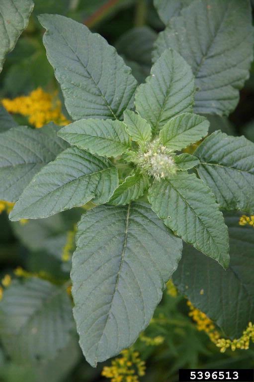Amaranthus retroflexus