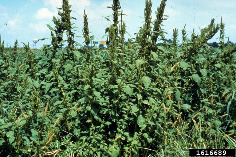 Aramanthus retroflexus