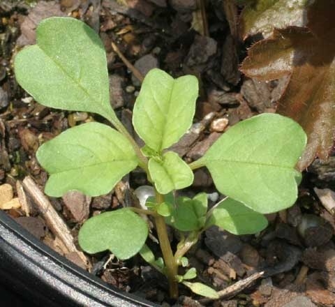 Amaranthus blitum L.