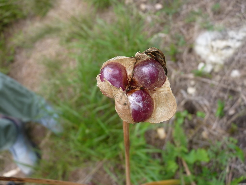 Capsile split open to reveal 3 seeds