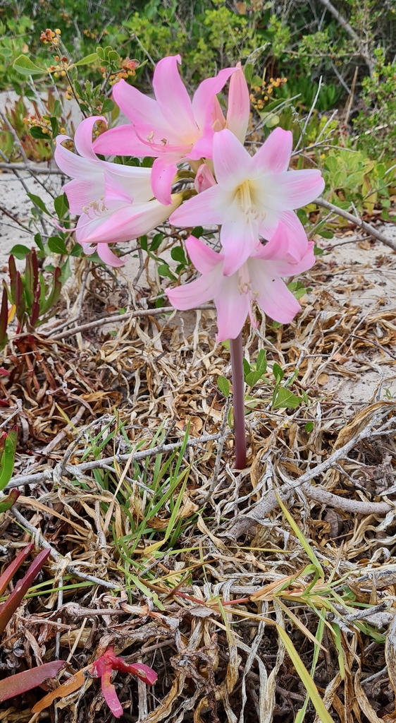 Pink trumpet-shaped flowers on a single stem