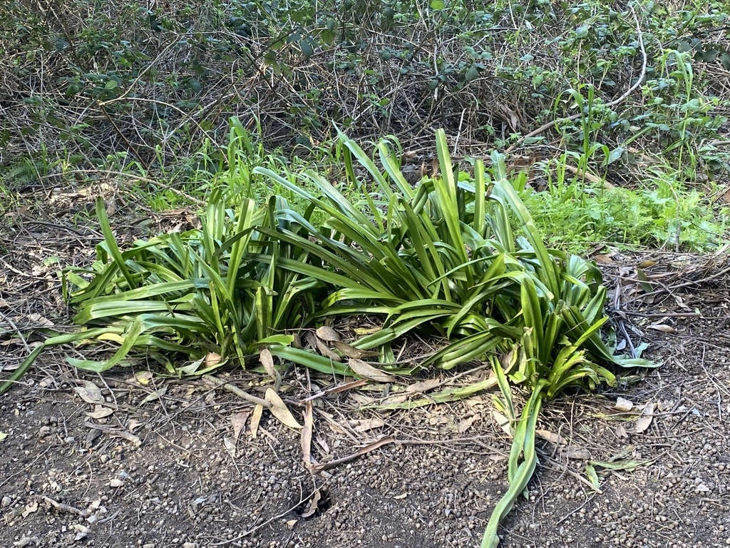 Clumps of strap-like green leaves