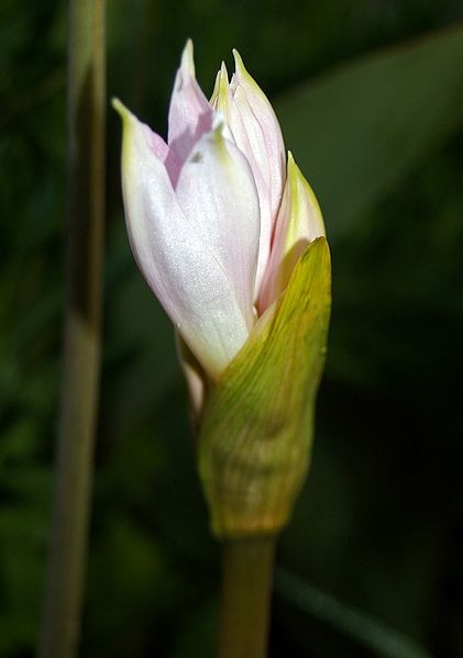 Amaryllis belladonna