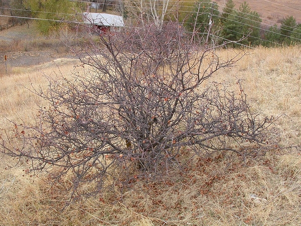 Amelancheir alnifolia