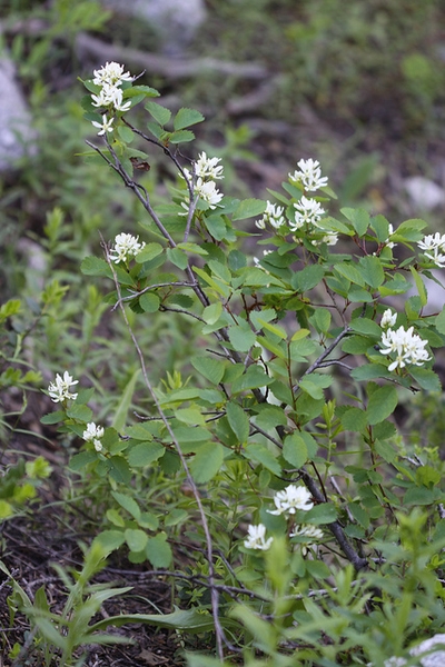 Amelancheir alnifolia