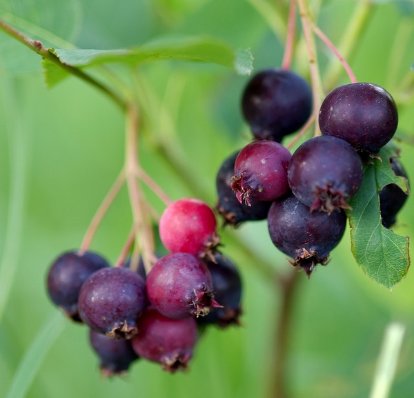 Clusters of fruits, some red, some turning purple-black.