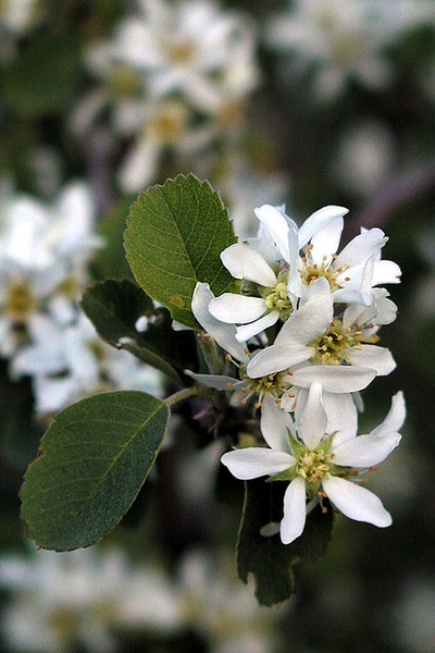 A cluster of white flowers & ovate leaves dentate on upper half.