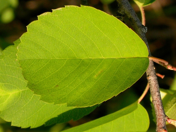 Leaf with pinnate venation. Margin dentate on distal half.