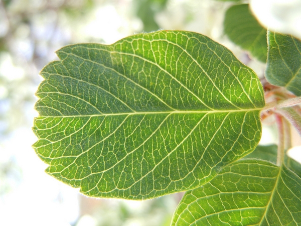 Leaf with pinnate venation. Margin dentate on distal half.