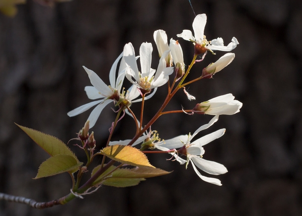 Flowers close up