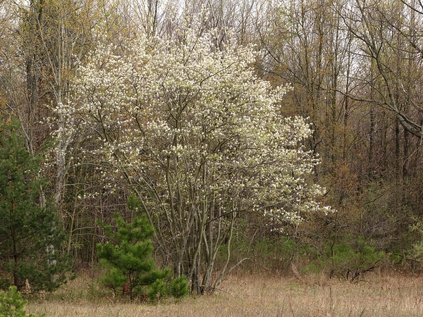 Form in the spring, flowers appear before the leaves.