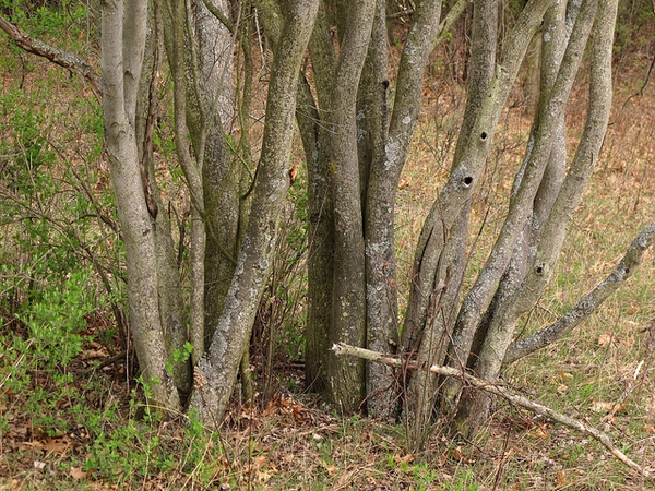 Multistemmed trunks