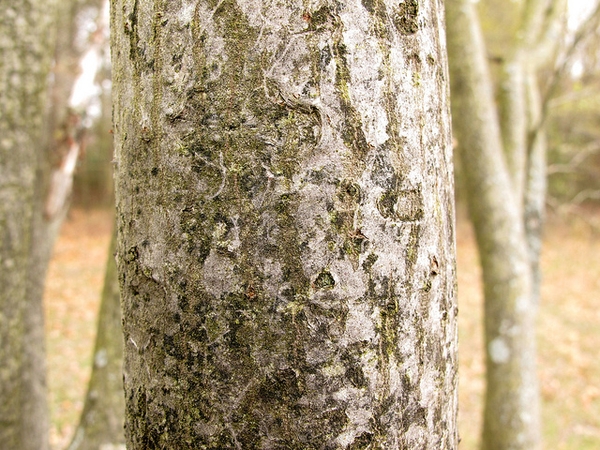 Gray fissured mature bark.