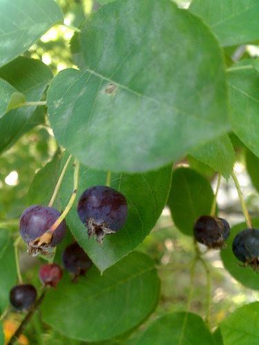 Amelanchier canadensis 