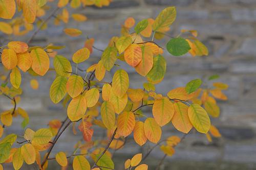 Amelanchier canadensis 