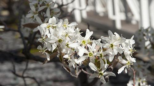 Amelanchier canadensis