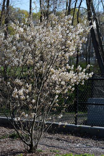 Amelanchier canadensis