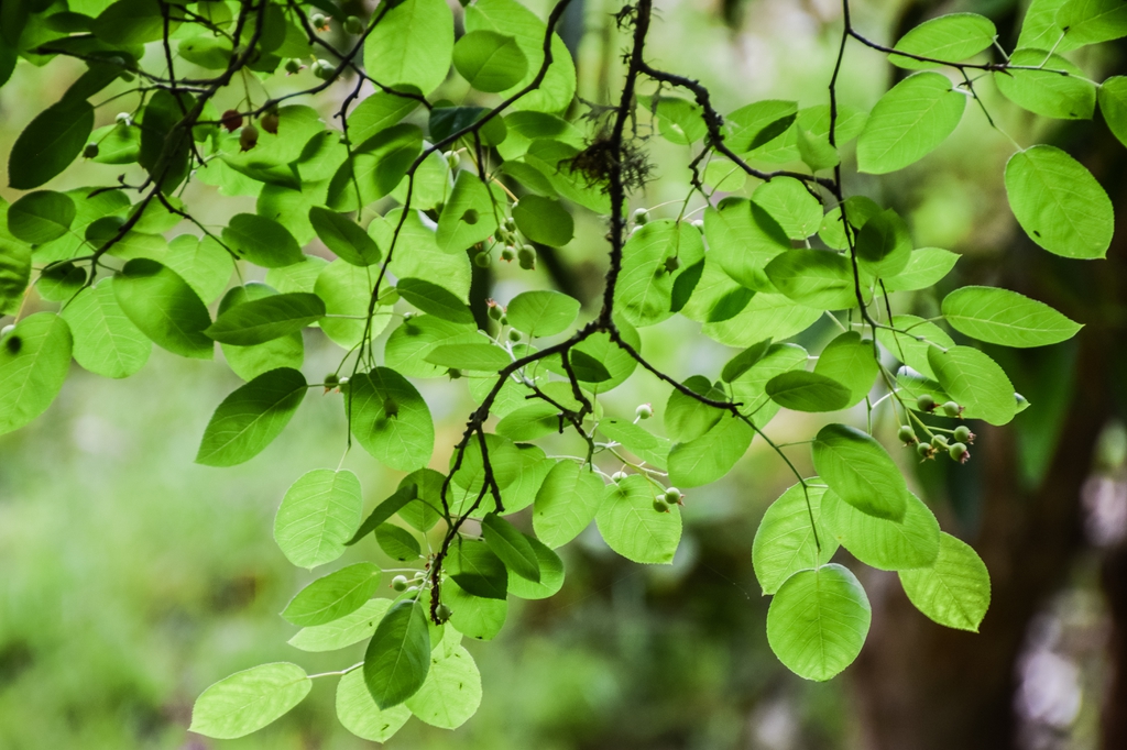 Leaves