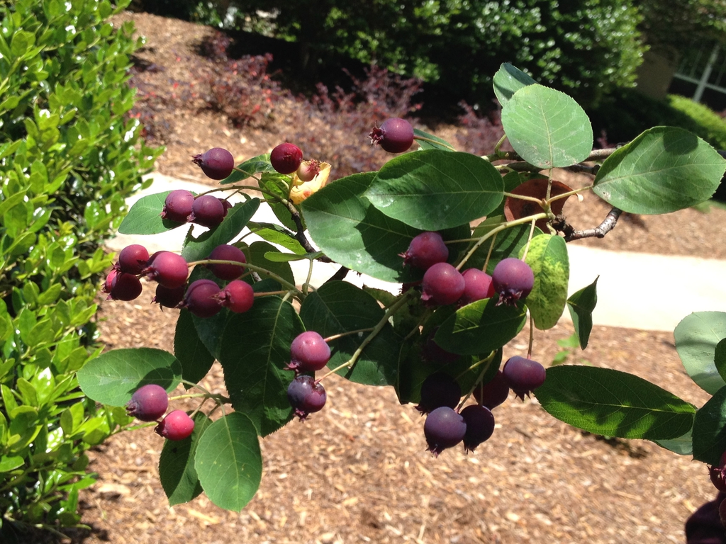 Amelanchier arborea