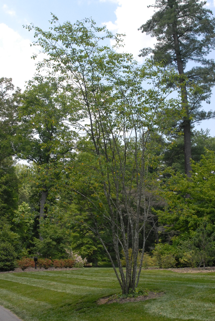 Amelanchier arborea